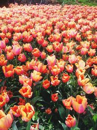 Close-up of flowers blooming on field