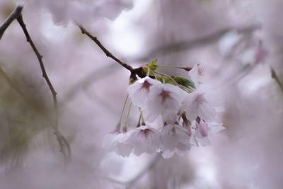 Close-up of cherry blossom on tree