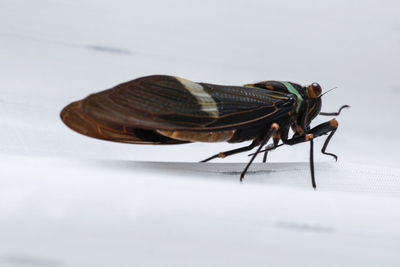 Close-up of insect over white background