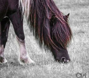 Horse on field