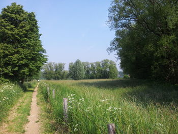 Scenic view of field against clear sky