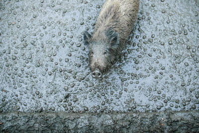 High angle view of an animal