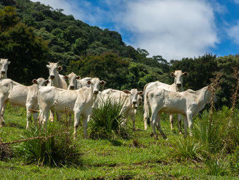 Horses in a field