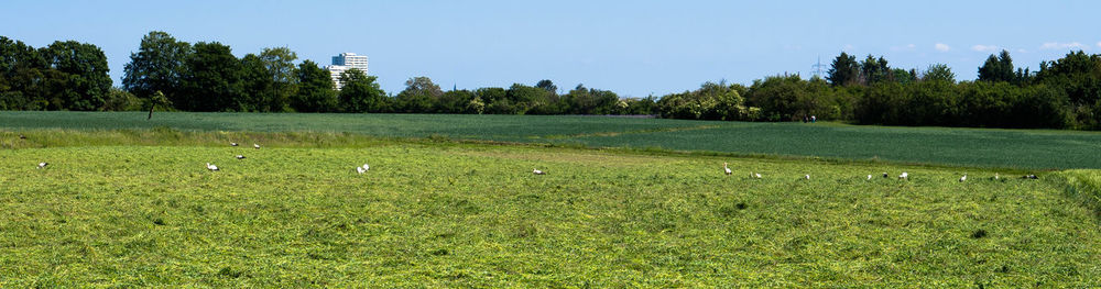 Scenic view of trees on field against sky