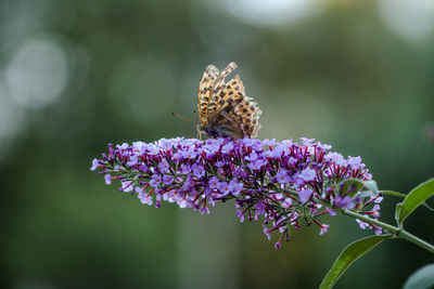 Close-up of butterfly pollinating on purple flower