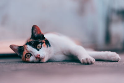 Portrait of cat lying down