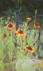 Close-up of flowers in pond