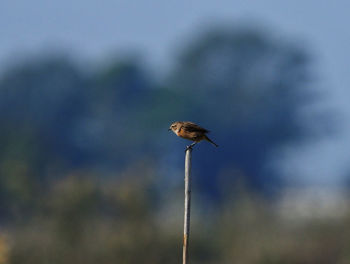 Close-up of bird perching on a plant