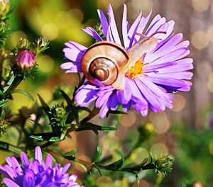 Close-up of snail on purple flower