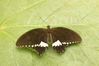 Close-up of butterfly on leaf