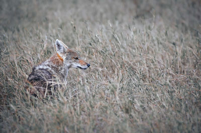 View of deer on field