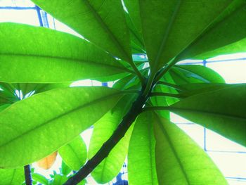 Close-up of palm leaves