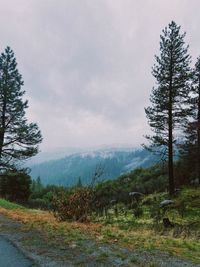 Scenic view of pine trees against sky