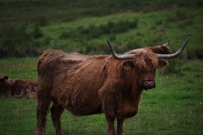 Cow standing on field