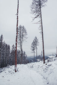 Trees on snow covered field against sky