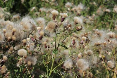 Close-up of flowers growing in field