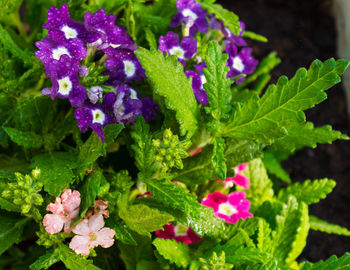 Close-up of purple flowers blooming outdoors