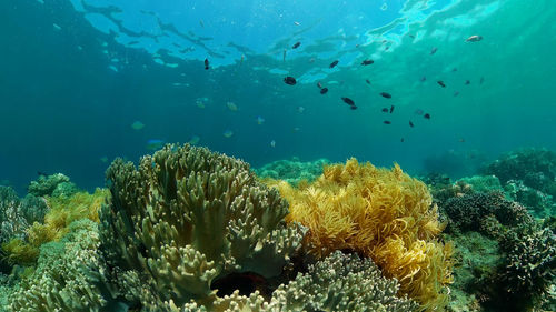 undersea