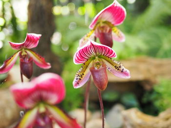 Close-up of flowers blooming outdoors