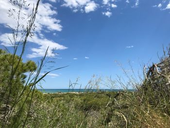 Plants growing on land against sky
