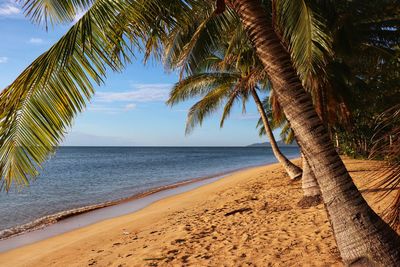 Palm trees on beach against sky