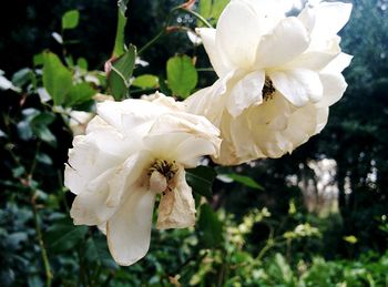 Close-up of white flowers blooming outdoors