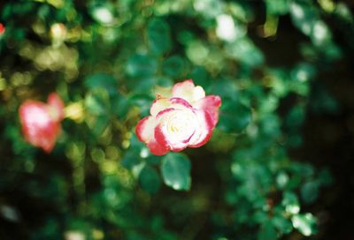 Close-up of pink flower blooming outdoors