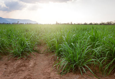 Scenic view of agricultural field against sky