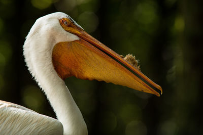 Close-up of a bird