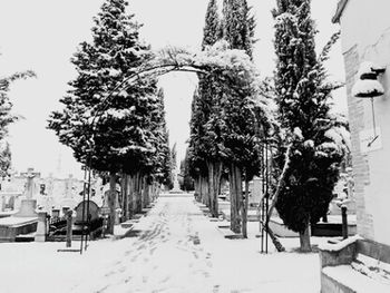 Walkway along trees