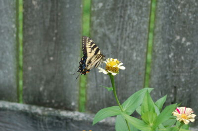Close-up of butterfly on flower