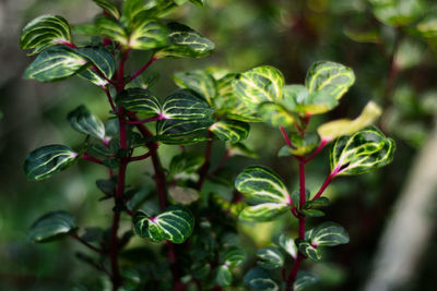 Close-up of fresh green leaves