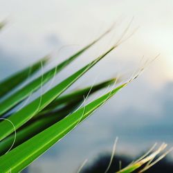 Close-up of green leaves