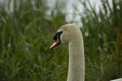 Close-up of a bird
