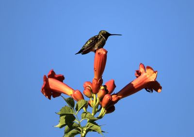 Low angle view of hummingbird on flower against sky