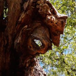 Low angle view of tree trunk