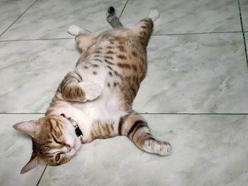 High angle view of a cat lying on floor