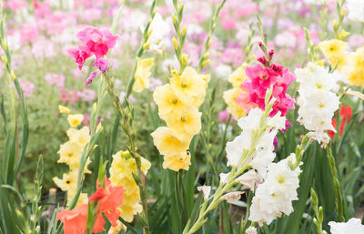 Close-up of flowers blooming outdoors