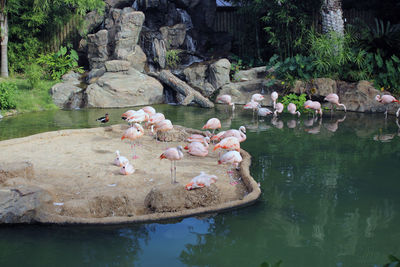 Swans swimming in lake