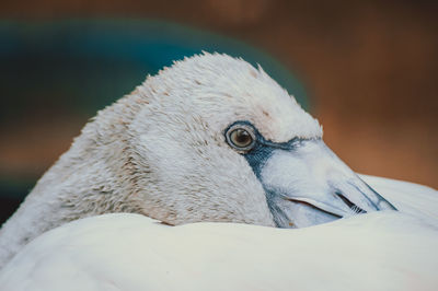 Close-up of a dog looking away