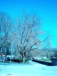 Bare trees against blue sky