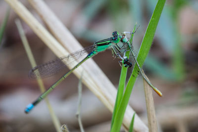 Close-up of dragonfly on plant