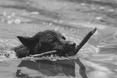 Close-up of a dog in water