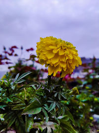Close-up of yellow flowering plant
