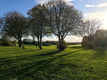 Trees on landscape against sky