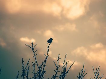 Silhouette of bird perching on tree against sky