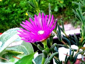 Close-up of pink flowering plant