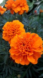 Close-up of marigold blooming outdoors