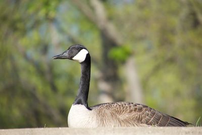 Close-up of canada goose