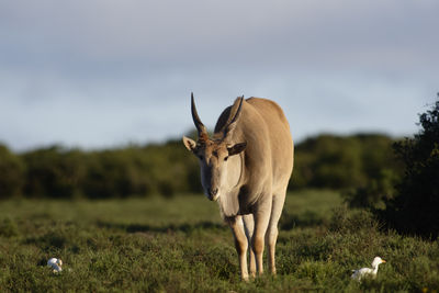 Animal standing on field against sky